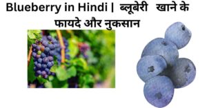 Blueberry in Hindi |  ब्लूबेरी   खाने के फायदे और नुकसान