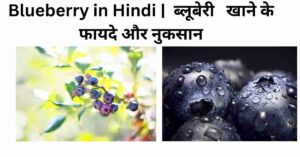 Blueberry in Hindi | ब्लूबेरी खाने के फायदे और नुकसान