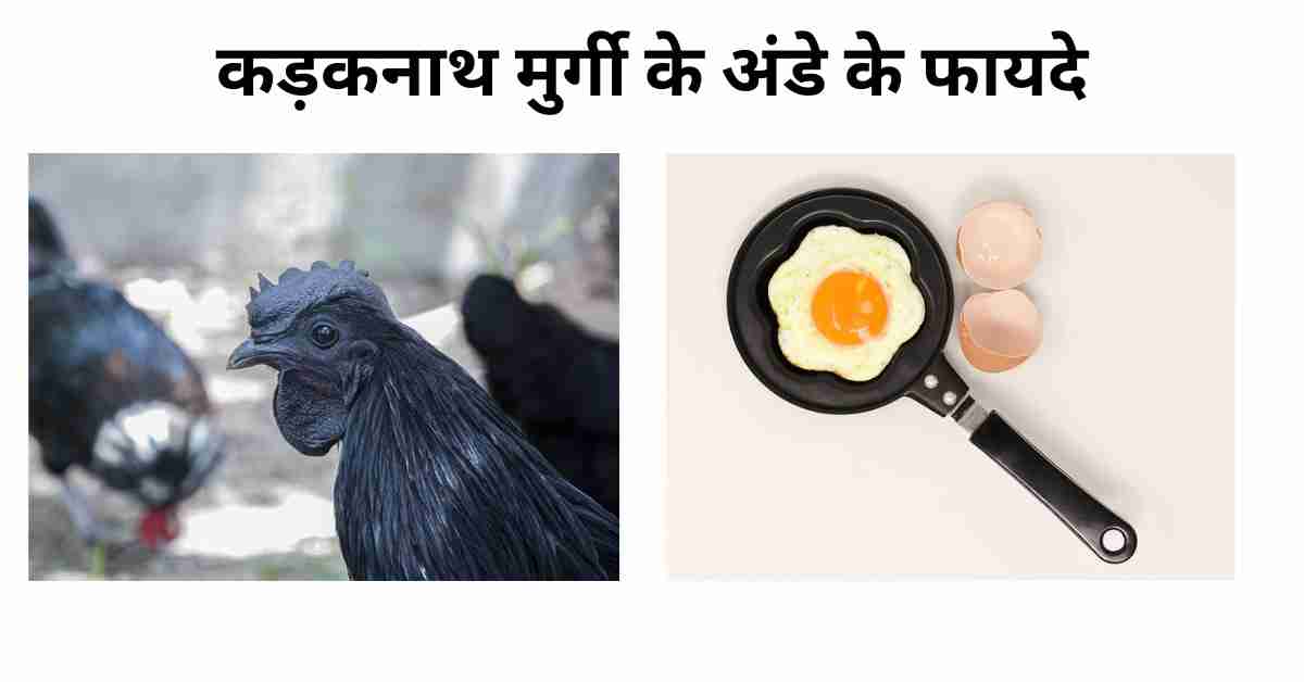 कड़कनाथ मुर्गी के अंडे के फायदे