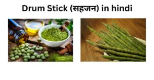 Drum Stick (सहजन) in hindi