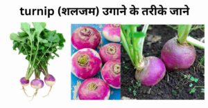 turnip (शलजम) उगाने के तरीके जाने
